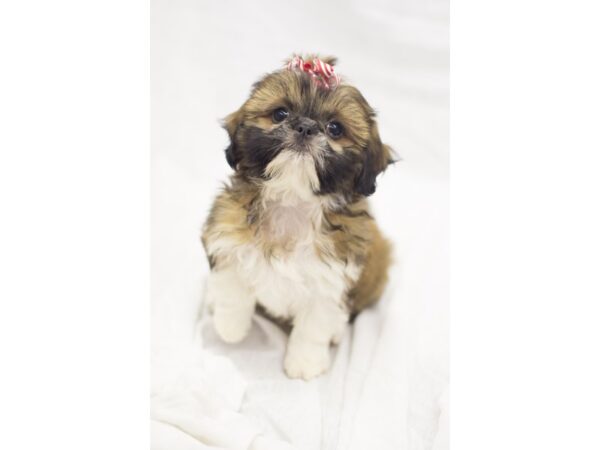 Shih Tzu DOG Female Tri Color 11822 Petland Wichita, Kansas