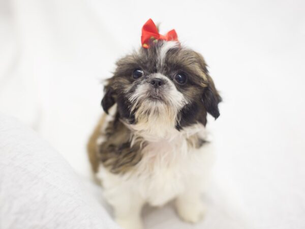 Shih Tzu DOG Female Tri Color 11823 Petland Wichita, Kansas