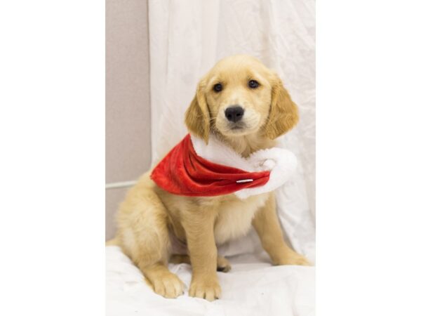 Golden Retriever DOG Male Golden 11830 Petland Wichita, Kansas