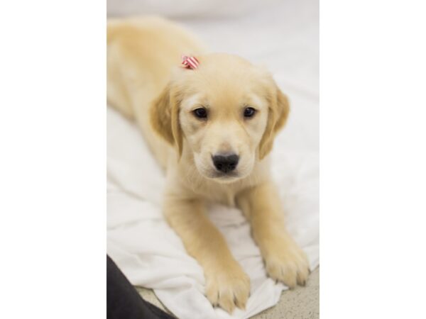 Golden Retriever DOG Female Golden 11829 Petland Wichita, Kansas