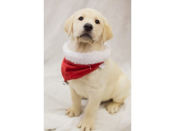 Labrador Retriever DOG Male Yellow 11828 Petland Wichita, Kansas