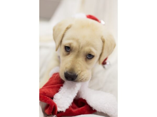 Labrador Retriever DOG Female Yellow 11827 Petland Wichita, Kansas