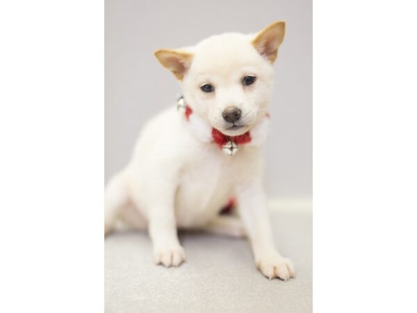 Shiba Inu DOG Female Cream 11826 Petland Wichita, Kansas