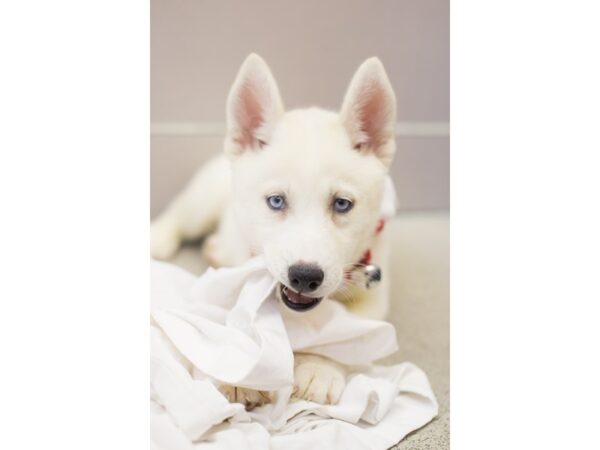 Siberian Husky DOG Female White 11832 Petland Wichita, Kansas