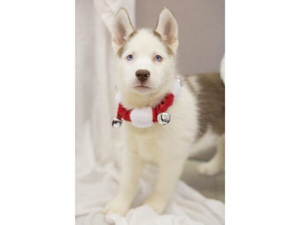 Siberian Husky DOG Female Red and White 11831 Petland Wichita, Kansas