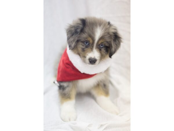 Miniature Australian Shepherd DOG Male Blue Merle 11843 Petland Wichita, Kansas