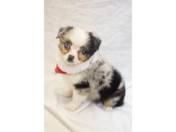 Miniature Australian Shepherd DOG Male Blue Merle 11842 Petland Wichita, Kansas