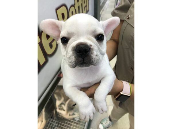 French Bulldog-DOG-Male-White with Fawn Markings-11905-Petland Wichita, Kansas