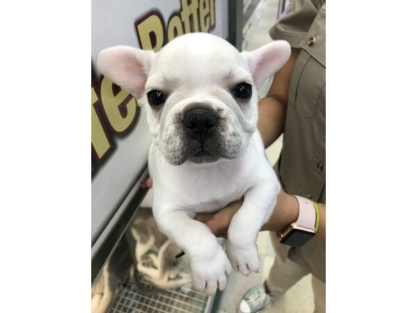 French Bulldog DOG Male White with Fawn Markings 11905 Petland Wichita, Kansas