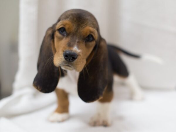 Basset Hound DOG Female Tri Color 11825 Petland Wichita, Kansas