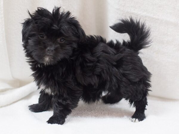 Havanese DOG Male Black 11853 Petland Wichita, Kansas