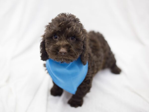 Cock-A-Poo DOG Male Chocolate 11908 Petland Wichita, Kansas