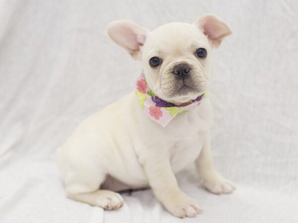 French Bulldog DOG Female White with Fawn Markings 11907 Petland Wichita, Kansas