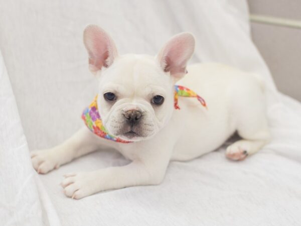 French Bulldog DOG Female White with Fawn Markings 11906 Petland Wichita, Kansas