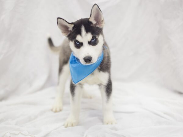 Siberian Husky DOG Male Black and White 11904 Petland Wichita, Kansas