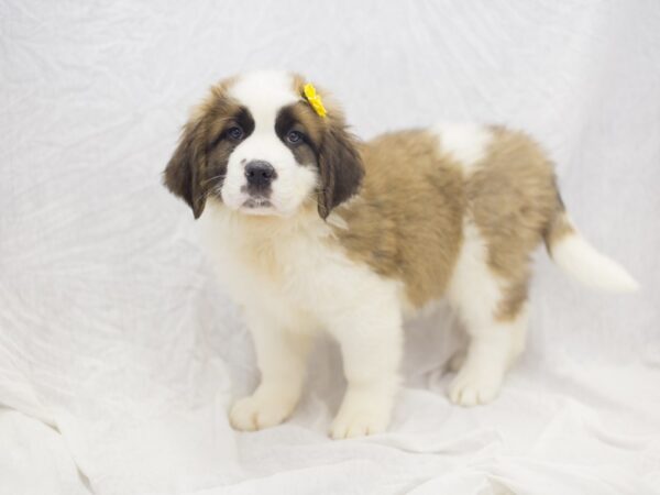 Saint Bernard DOG Female Brown and White 11903 Petland Wichita, Kansas