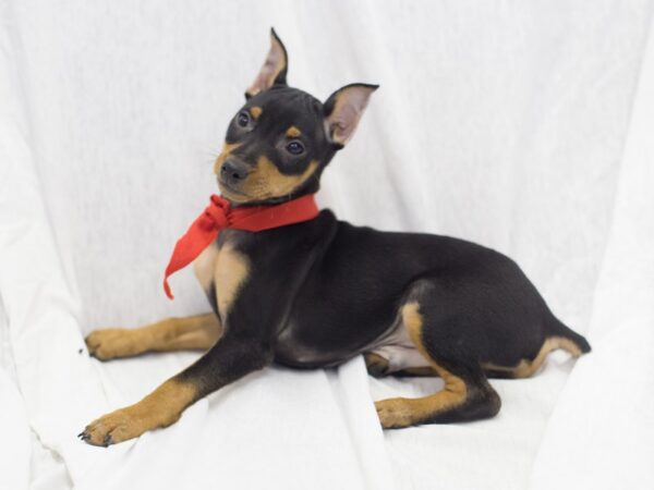 Miniature Pinscher DOG Male Black and Rust 11902 Petland Wichita, Kansas