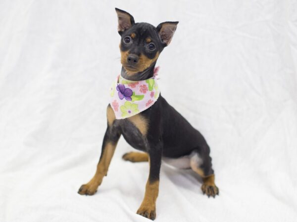 Miniature Pinscher DOG Female Black and Rust 11901 Petland Wichita, Kansas