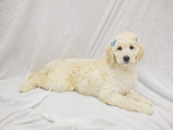 2nd Generation Goldendoodle-DOG-Female-Golden-11900-Petland Wichita, Kansas