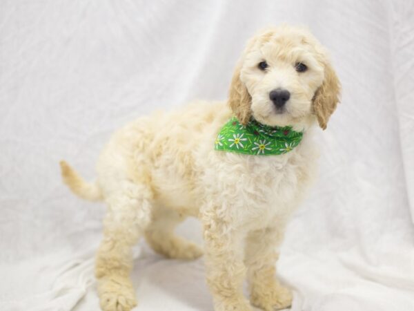 2nd Generation Goldendoodle DOG Male Golden 11899 Petland Wichita, Kansas