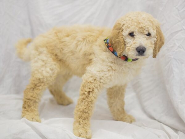 2nd Generation Goldendoodle DOG Male Golden 11898 Petland Wichita, Kansas