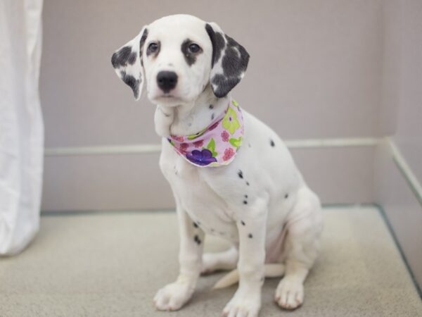 Dalmation-DOG-Female-White with Black Spots-11897-Petland Wichita, Kansas