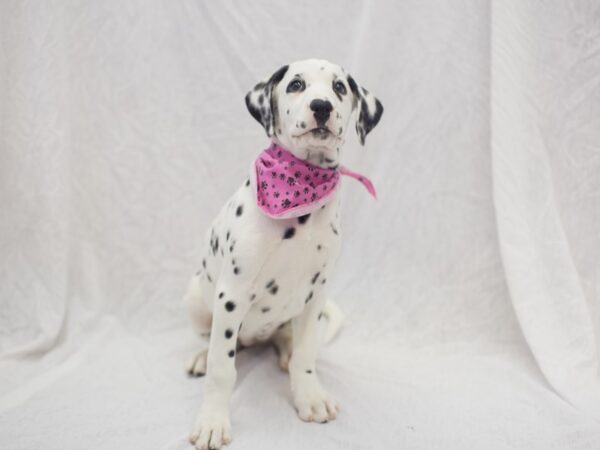 Dalmation DOG Female White with Black Spots 11896 Petland Wichita, Kansas