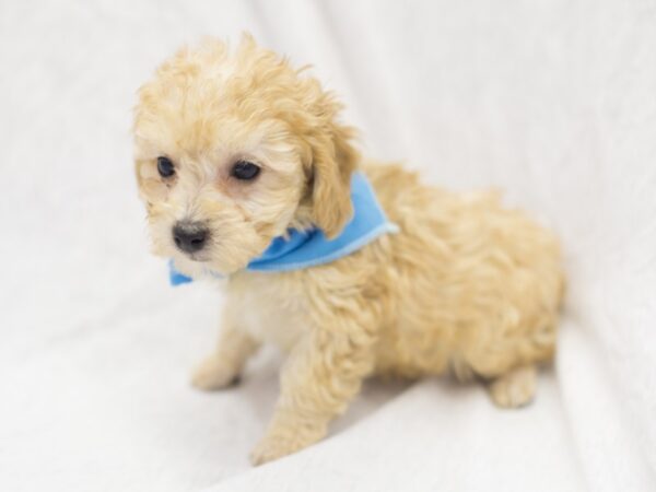 Toy Poodle DOG Male Apricot 11895 Petland Wichita, Kansas