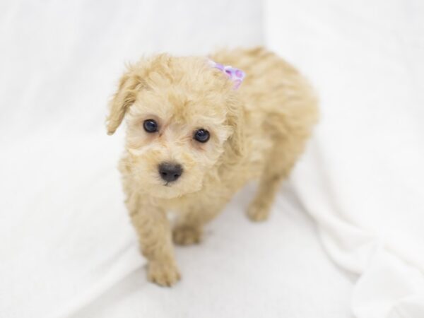 Toy Poodle DOG Female Apricot 11894 Petland Wichita, Kansas