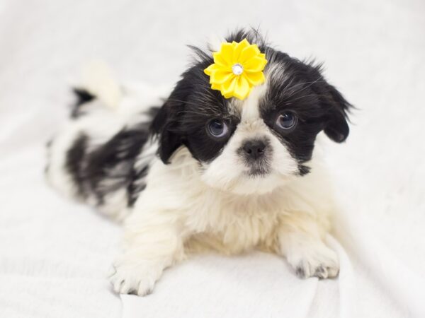 Shih Tzu DOG Female Black and White 11893 Petland Wichita, Kansas