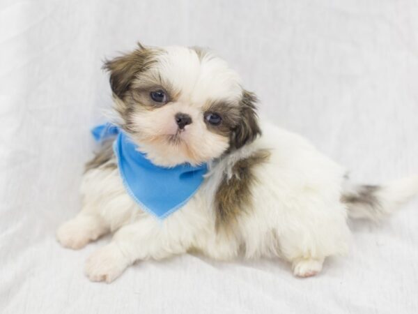 Shih Tzu DOG Male Brown and White 11892 Petland Wichita, Kansas