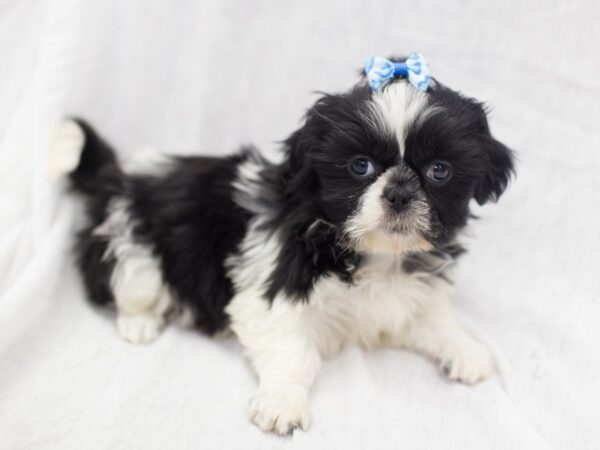 Shih Tzu DOG Female Black and White 11891 Petland Wichita, Kansas