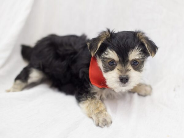 Morkie DOG Male Black and Tan 11890 Petland Wichita, Kansas