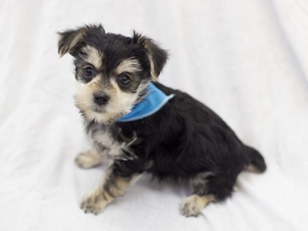 Morkie DOG Male Black and Tan 11889 Petland Wichita, Kansas