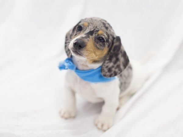 Miniature Dachshund DOG Male Silver Dapple 11888 Petland Wichita, Kansas