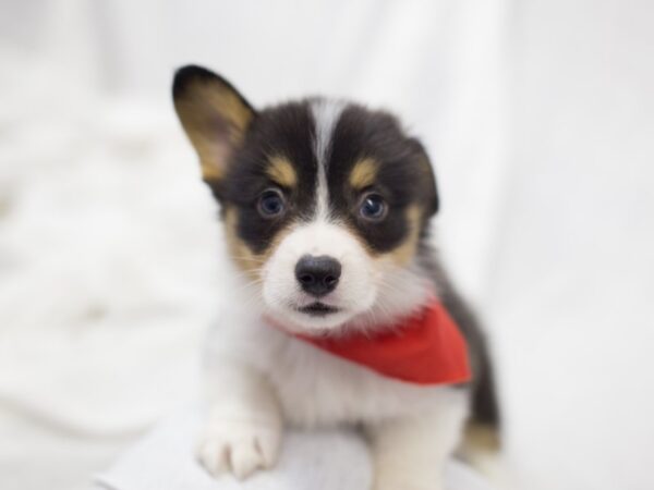 Pembroke Welsh Corgi DOG Male Tri Color 11886 Petland Wichita, Kansas