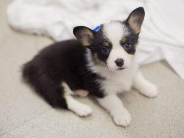 Pembroke Welsh Corgi-DOG-Female-Tri Color-11885-Petland Wichita, Kansas