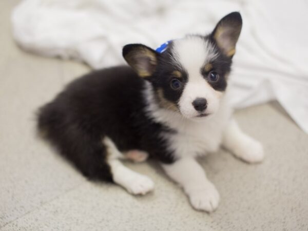 Pembroke Welsh Corgi DOG Female Tri Color 11885 Petland Wichita, Kansas