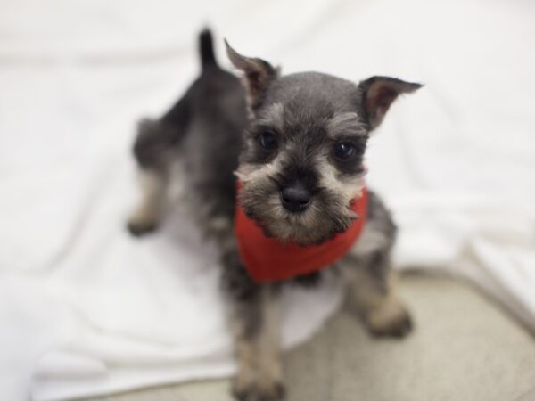 Miniature Schnauzer DOG Male Salt and Pepper 11884 Petland Wichita, Kansas