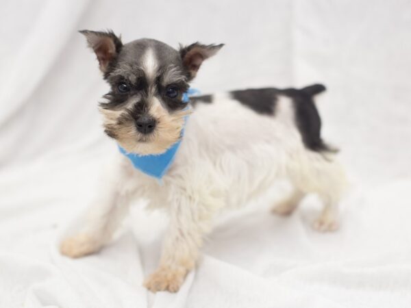 Miniature Schnauzer DOG Male Parti 11883 Petland Wichita, Kansas