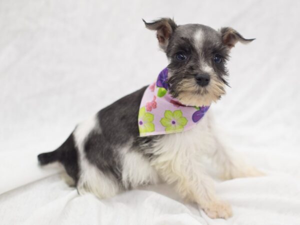 Miniature Schnauzer DOG Female Parti 11882 Petland Wichita, Kansas