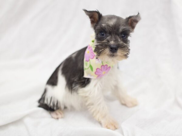 Miniature Schnauzer DOG Female Parti 11881 Petland Wichita, Kansas