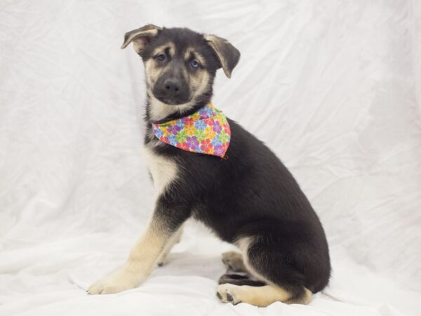 Siberian Husky/German Shepherd DOG Male Black and Tan 11879 Petland Wichita, Kansas