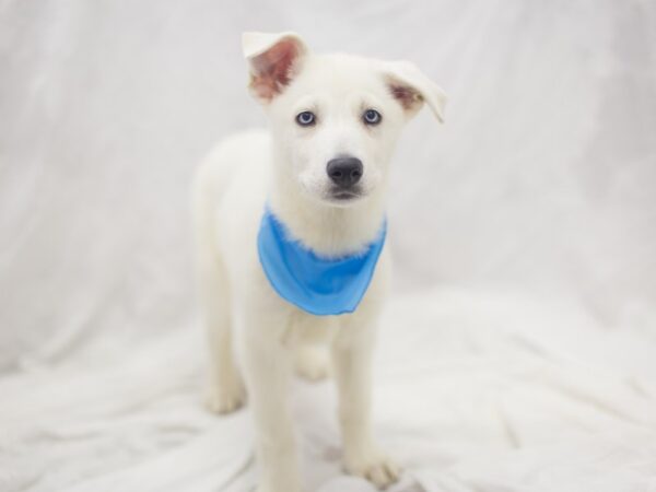 Siberian Husky/German Shepherd DOG Male White 11878 Petland Wichita, Kansas