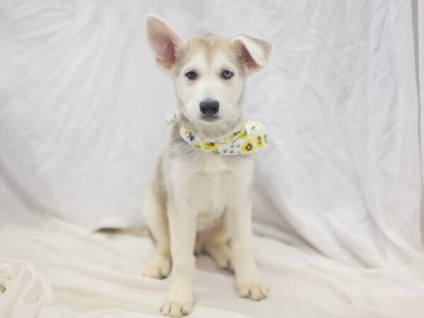 Siberian Husky/German Shepherd DOG Male Grey and White 11877 Petland Wichita, Kansas