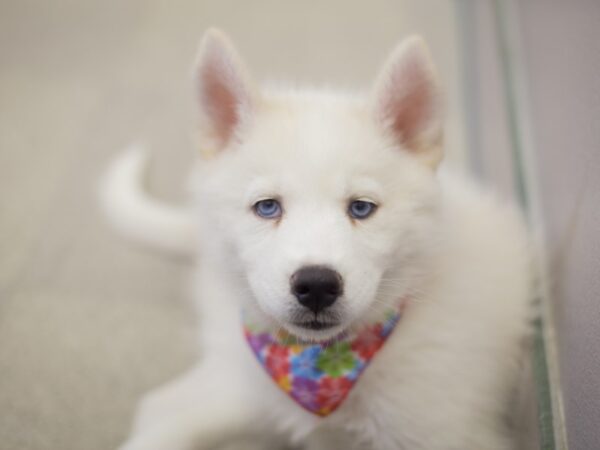Siberian Husky-DOG-Female-White-11876-Petland Wichita, Kansas