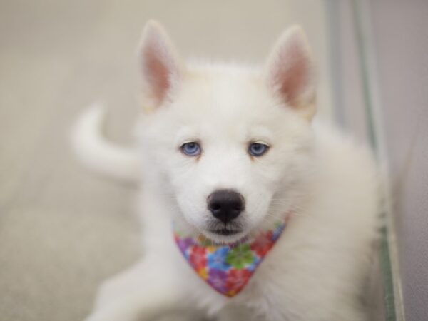 Siberian Husky DOG Female White 11876 Petland Wichita, Kansas