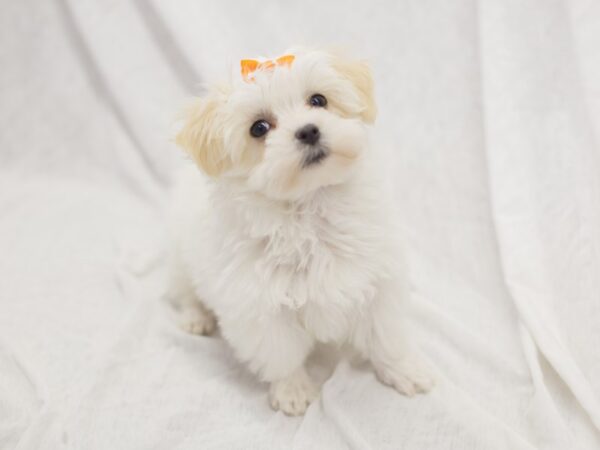 Morkie DOG Female White and Cream 11873 Petland Wichita, Kansas