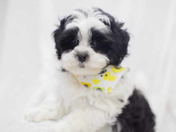 Shihtese-DOG-Male-Black and White-11872-Petland Wichita, Kansas