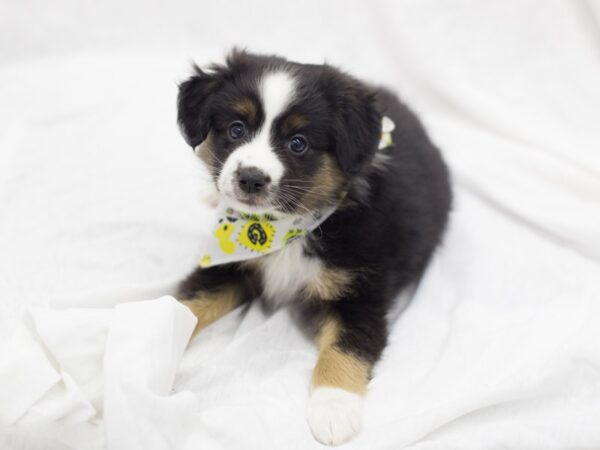 Miniature Australian Shepherd DOG Male Black Tri 11870 Petland Wichita, Kansas